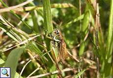 Männliche Roesels Beißschrecke (Roesel's Bush-Cricket, Roeseliana roeselii)