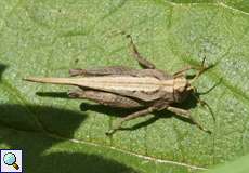 Säbeldornschrecke (Slender Groundhopper, Tetrix subulata)