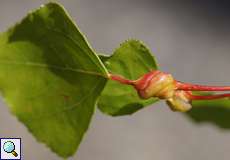 Pflanzengalle der Spiralgallenlaus (Poplar Spiral Gall Aphid, Pemphigus spirothecae)