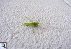 Männliche Südliche Eichenschrecke (Southern Oak Bush Cricket, Meconema meridionale)