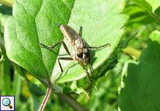 Weibliche Raubfliege (Robber Fly, Tolmerus sp.)