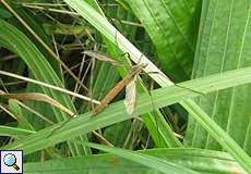 Wiesenschnake (Common Crane-fly, Tipula paludosa)