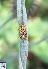 Zweiundzwanzigpunkt-Marienkäfer (22-spot Ladybird, Psyllobora vigintiduopunctata)