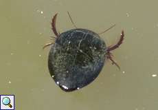 Gemeiner Schnellschwimmer (Agabus bipustulatus)