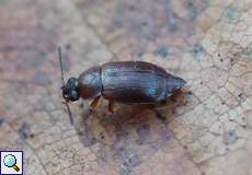 Anthobium sp.
