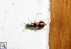 Anthocomus bipunctatus