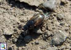 Aphodius sp.