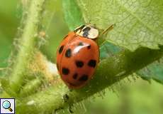 Asiatischer Marienkäfer (Harlequin Ladybird, Harmonia axyridis), rote Variante