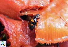 Asiatischer Marienkäfer (Harlequin Ladybird, Harmonia axyridis), rote Variante mit sehr großen schwarzen Flecken