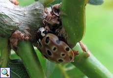 Augenfleckmarienkäfer (Eyed Ladybird, Anatis ocellata)