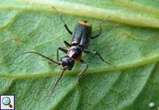 Axinotarsus pulicarius, Männchen