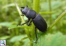 Balkenschröter (Lesser Stag Beetle, Dorcus parallelipipedus)