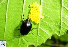 Blauer Erlenblattkäfer (Alder Leaf Beetle, Agelastica alni), Weibchen bei der Eiablage