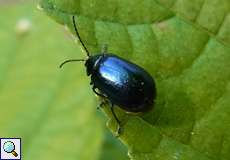 Blauer Erlenblattkäfer (Alder Leaf Beetle, Agelastica alni)