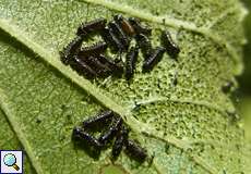 Blauer Erlenblattkäfer (Alder Leaf Beetle, Agelastica alni), ausgefärbte Larven