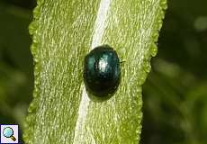 Breiter Weidenblattkäfer (Willow Leaf Beetle, Plagiodera versicolora)