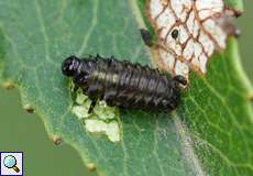 Ältere Larve des Breiten Weidenblattkäfers (Willow Leaf Beetle, Plagiodera versicolora)