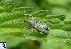 Brennnessel-Grünrüssler (Leaf Beetle, Phyllobius pomaceus)