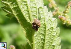 Brennnesselrüssler (Small Nettle Weevil, Nedyus quadrimaculatus)