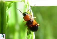 Bunter Scheibenhalslaufkäfer (Stenolophus teutonus)