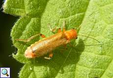 Cantharis cryptica