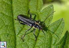 Cantharis paradoxa