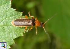 Cantharis thoracica