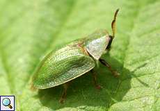 Distelschildkäfer (Thistle Tortoise Beetle, Cassida rubiginosa)