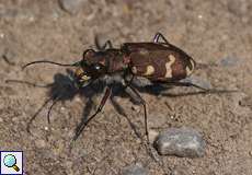 Dünen-Sandlaufkäfer (Northern Dune Tiger Beetle, Cicindela hybrida)