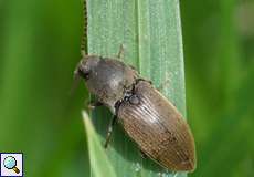 Dunkelbrauner Schnellkäfer (Agriotes obscurus)