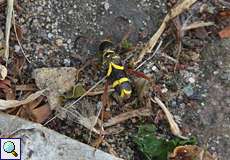 Echter Widderbock (Wasp Beetle, Clytus arietis)