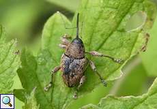 Eichelbohrer (Acorn Weevil, Curculio glandium)