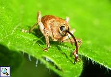 Eichelbohrer (Acorn Weevil, Curculio glandium)