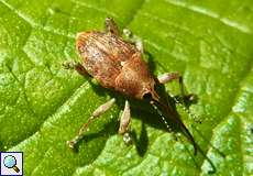 Eichelbohrer (Acorn Weevil, Curculioglandium)