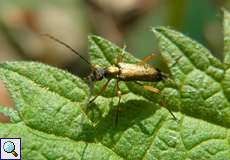 Eichen-Blütenbock (Grammoptera ustulata)