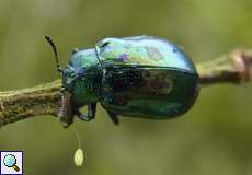 Erzfarbener Erlenblattkäfer (Linaeidea aenea)