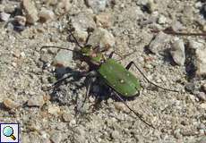 Feld-Sandlaufkäfer (Green Tiger Beetle, Cicindela campestris)