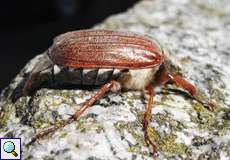 Feldmaikäfer (European Cockchafer, Melolontha melolontha)