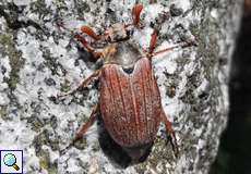 Feldmaikäfer (European Cockchafer, Melolontha melolontha)