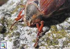 Feldmaikäfer (European Cockchafer, Melolontha melolontha)