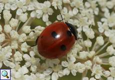 Fünfpunkt-Marienkäfer (5-spot Ladybird, Coccinella quinquepunctata)