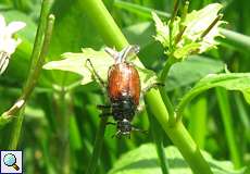 Gartenlaubkäfer (Garden Chafer, Phyllopertha horticola)