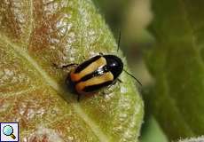 Gebänderter Fallkäfer (Leaf Beetle, Cryptocephalus vittatus)