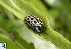 Gefleckter Weidenblattkäfer (Willow Leaf Beetle, Chrysomela vigintipunctata)