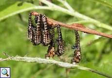 Puppen des Gefleckten Weidenblattkäfers (Willow Leaf Beetle, Chrysomela vigintipunctata)