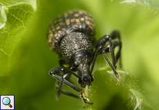 Gefurchter Dickmaulrüssler (Black Vine Weevil, Otiorhynchus sulcatus)