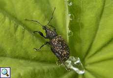 Gefurchter Dickmaulrüssler (Black Vine Weevil, Otiorhynchus sulcatus)