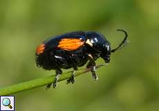 Gelbschwarzer Blattkäfer (Leaf Beetle, Cryptocephalus moraei)