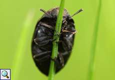 Gemeiner Pillenkäfer (Pill Beetle, Byrrhus pilula)