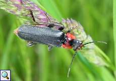 Gemeiner Weichkäfer (Soldier Beetle, Cantharis fusca)